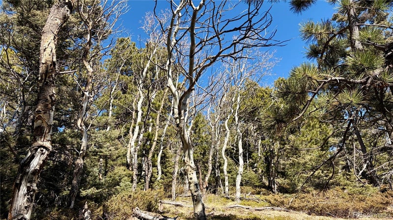 2796 Moir Dr, Fort Garland, CO 81133