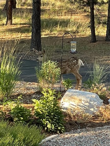 9364 Shipman Ln, Colorado Springs, CO 80908