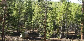 39 Glory Hole Rd, Idaho Springs, CO 80452