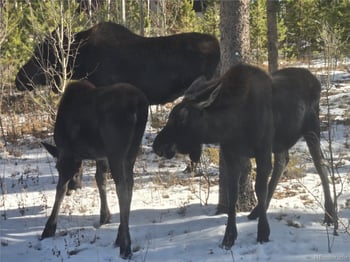 1279 American Way, Breckenridge, CO 80424