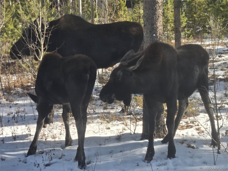 1279 American Way, Breckenridge, CO 80424