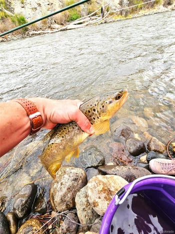 9815-9825 Us Highway 50, Howard, CO 81233