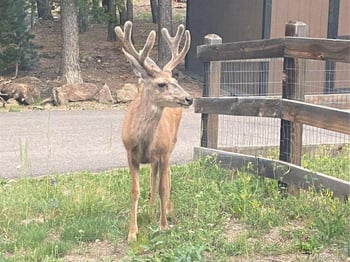 28 Valley View Ln, Evergreen, CO 80439