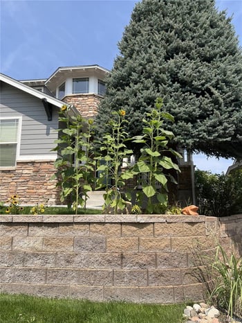 8537 Winter Berry Dr, Castle Pines, CO 80108