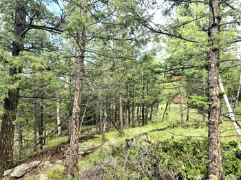 1845 Burland Dr, Bailey, CO 80421