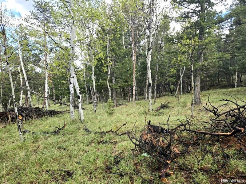 1845 Burland Dr, Bailey, CO 80421