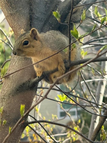 1967 Dolomite Way, Castle Rock, CO 80108