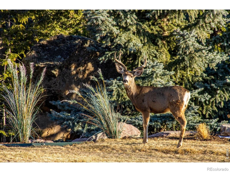 6917 Timbers Dr, Evergreen, CO 80439