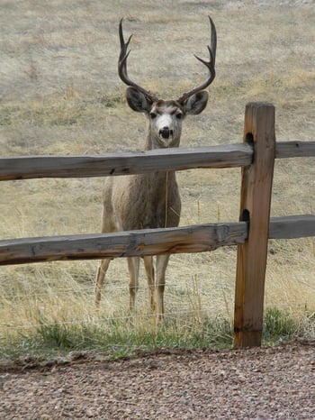 421 Terrace Trl, La Veta, CO 81055