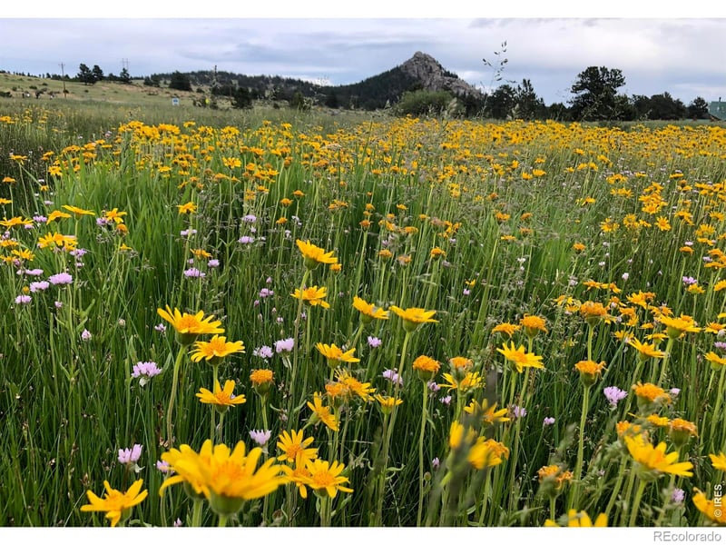 120 Cucharas Mountain Ct, Livermore, CO 80536