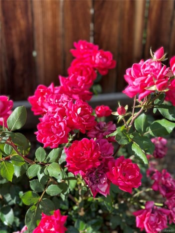 1212 Magnolia St, Denver, CO 80220