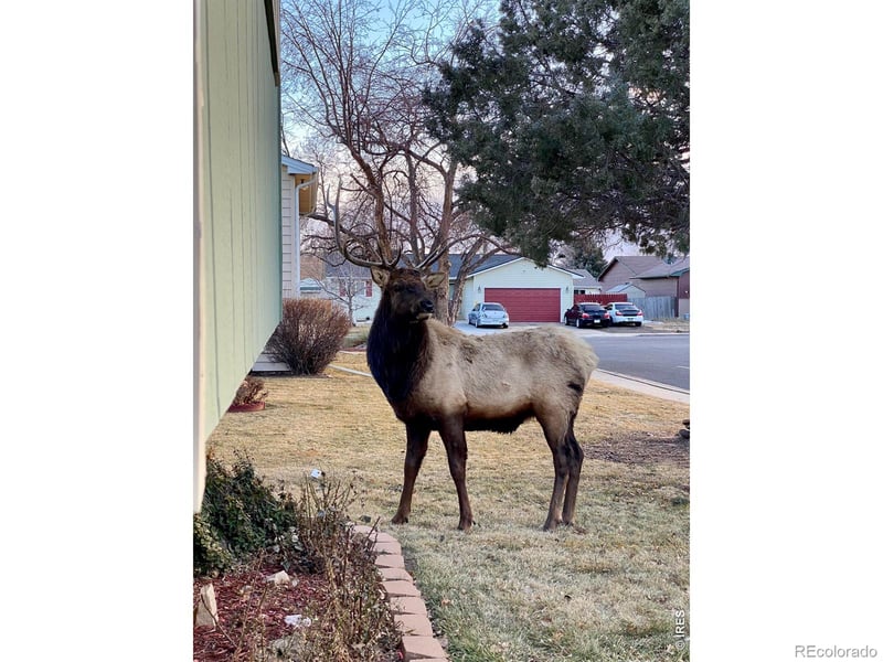 240 Blossom Dr, Loveland, CO 80537