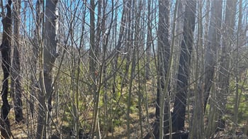 Lot 1470 Von Heyl Ln, Fort Garland, CO 81133