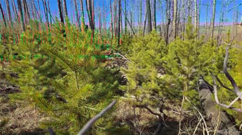 Lot 1470 Von Heyl Ln, Fort Garland, CO 81133