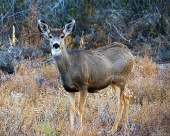 7708 Hawks Nest Trl, Littleton, CO 80125