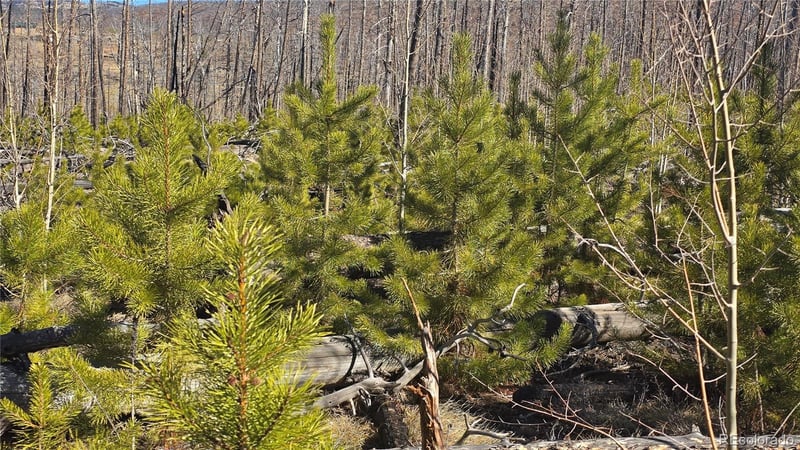 Lot 1460 Von Heyl Ln, Fort Garland, CO 81133