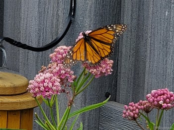 1302 I St, Salida, CO 81201