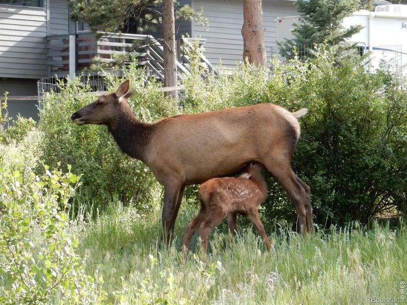 895 Elk Meadow Ct, Estes Park, CO 80517