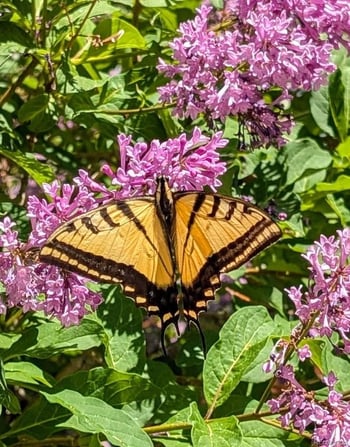 10645 Nucla St, Commerce City, CO 80022