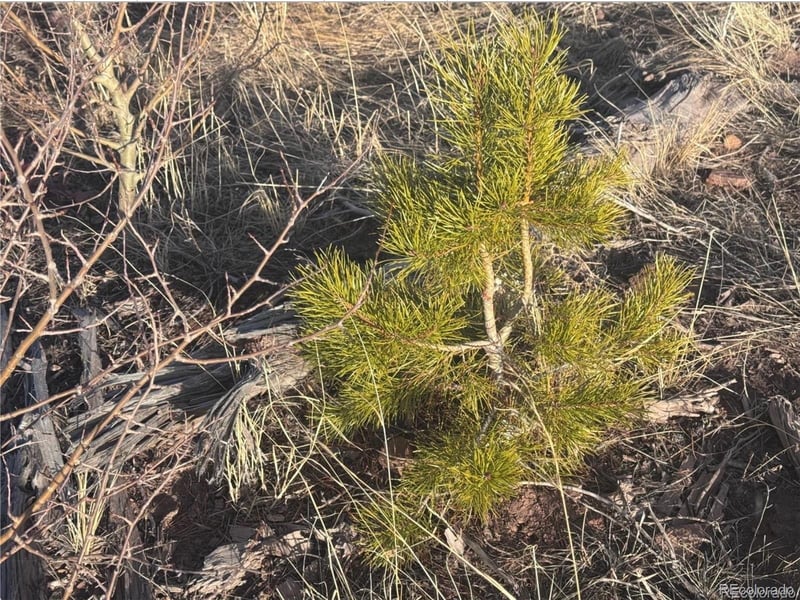 1290 Clayton Rd, Fort Garland, CO 81133