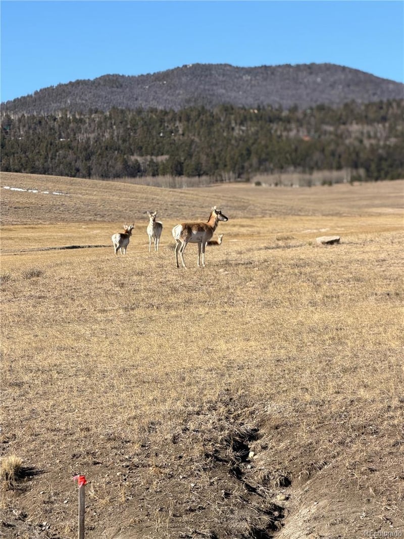 3 Ranch Lot 3, Hartsel, CO 80449