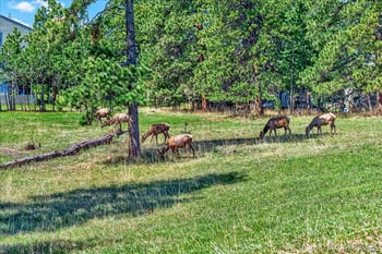 24386 Currant Dr, Golden, CO 80401
