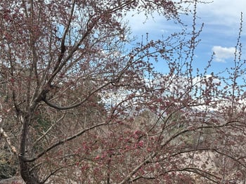 804 Vance St #C, Lakewood, CO 80226