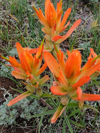 Elk Ln, Hartsel, CO 80449