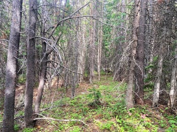 00 Fs 413 1 , Black Hawk, CO 80422