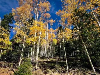 LOT 6187 Starkbeather Rd, Fort Garland, CO 81133