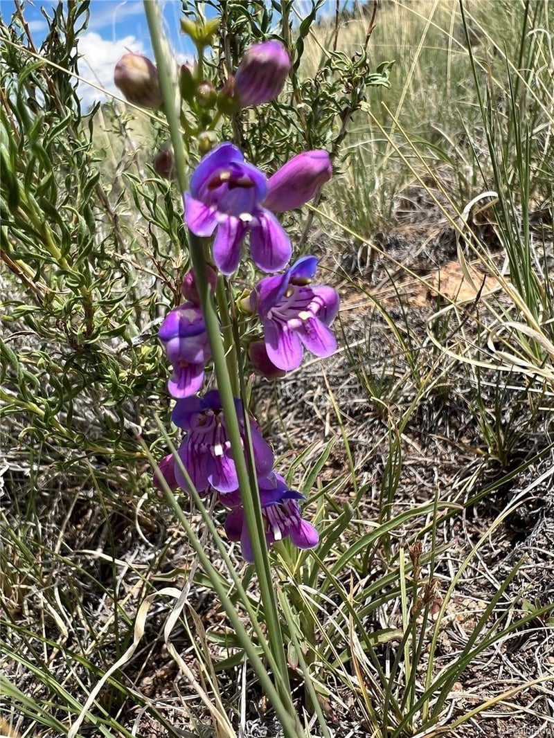 983 La Plata Cir, Hartsel, CO 80449