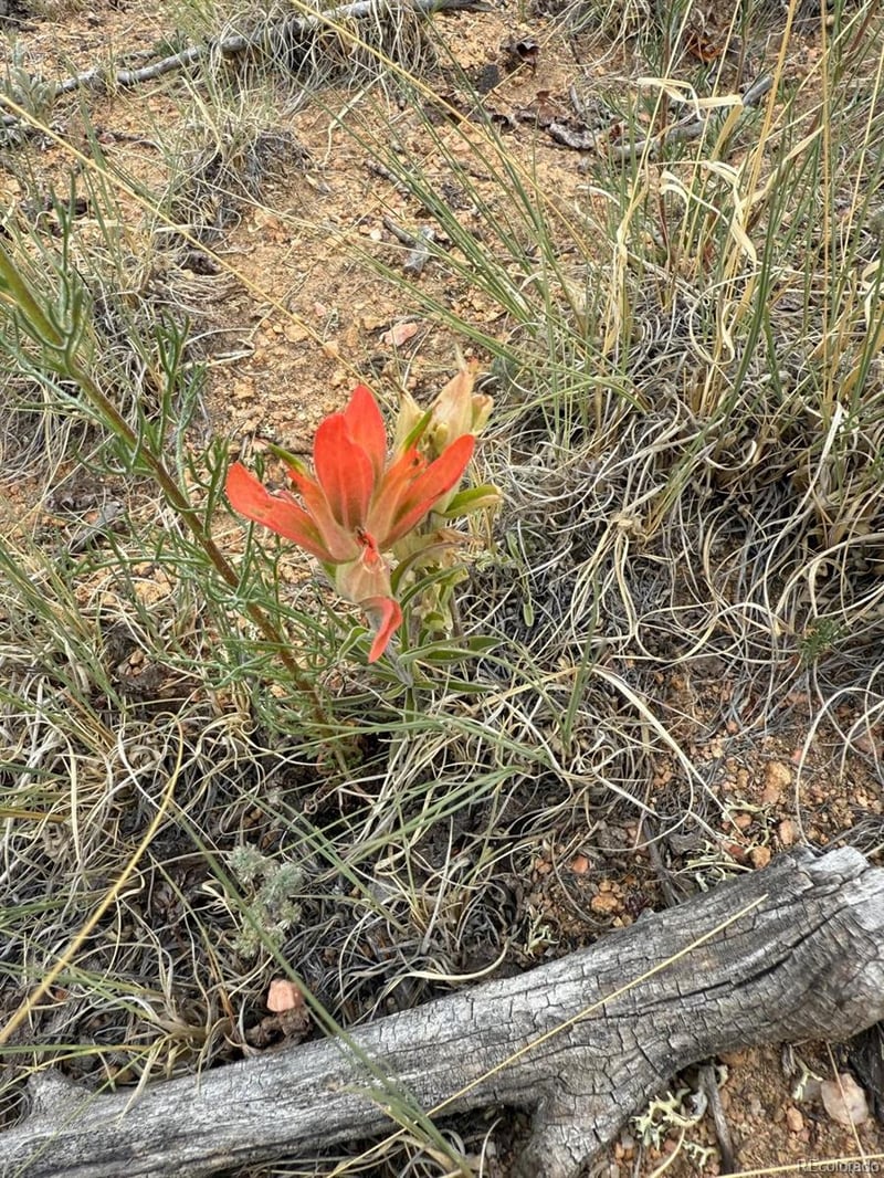 615 Caracara Ln, Jefferson, CO 80456