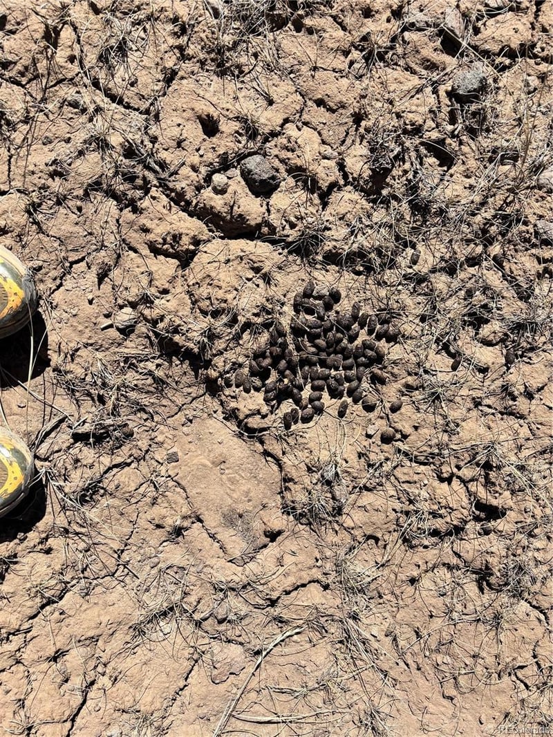 00 Bull Elk Trl, San Luis, CO 81152