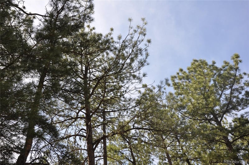Wood Sorrel Rd, Larkspur, CO 80118
