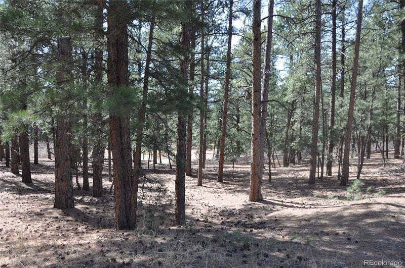 Wood Sorrel Rd, Larkspur, CO 80118