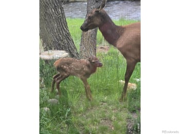 300 Far View Dr #15, Estes Park, CO 80517