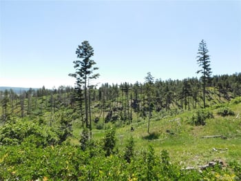 8249 Yuma Cir, Larkspur, CO 80118