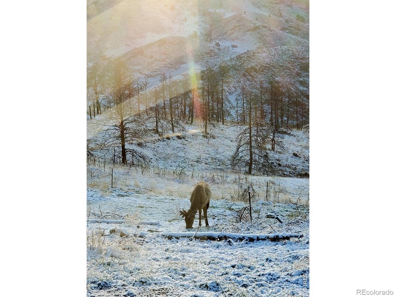 957 Stringtown Gulch Rd, Bellvue, CO 80512