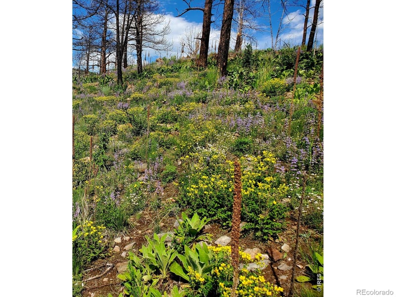 957 Stringtown Gulch Rd, Bellvue, CO 80512