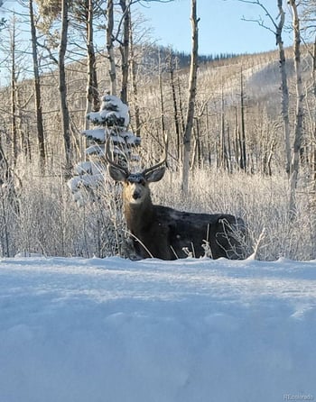 2664 Grojean Dr, Fort Garland, CO 81133