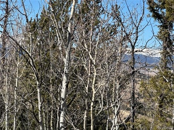 505 Quarter Horse Rd, Jefferson, CO 80456