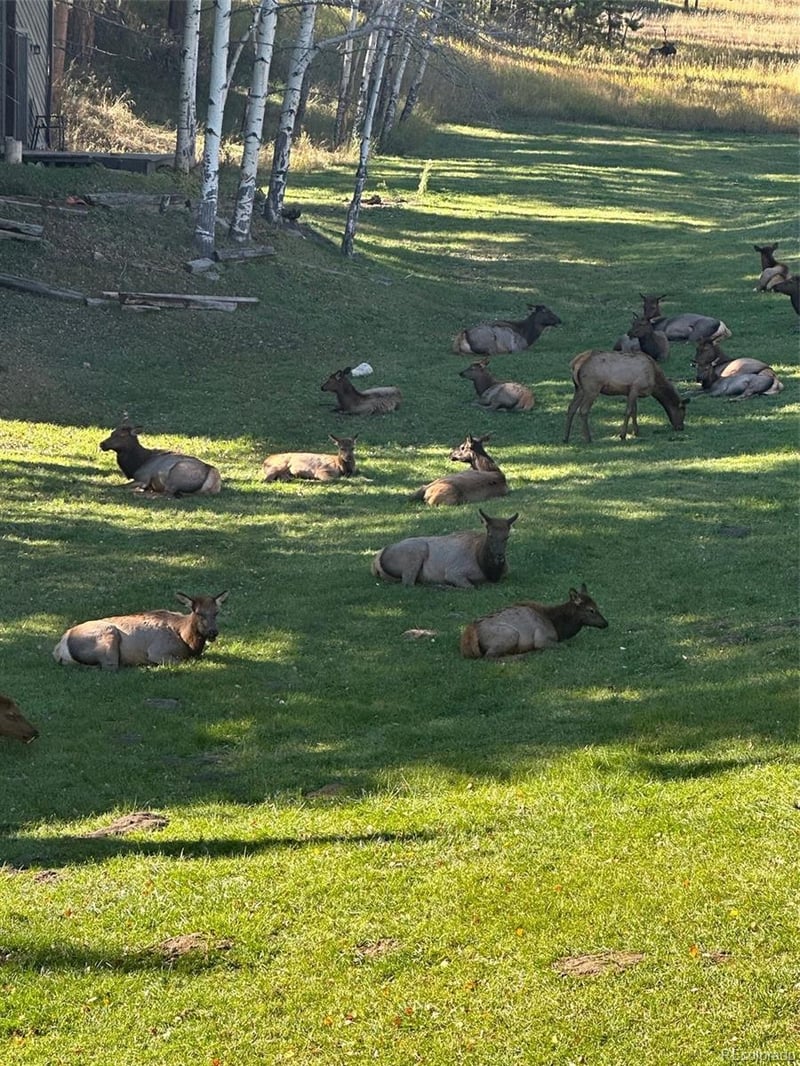 4112 Timbervale Dr, Evergreen, CO 80439