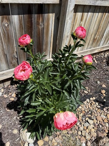 7454 Norfolk St, Aurora, CO 80016