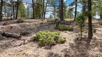 2151 Mountain Estates Rd, Florissant, CO 80816