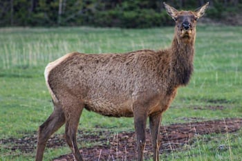 3140 Schierl Rd, Fort Garland, CO 81133