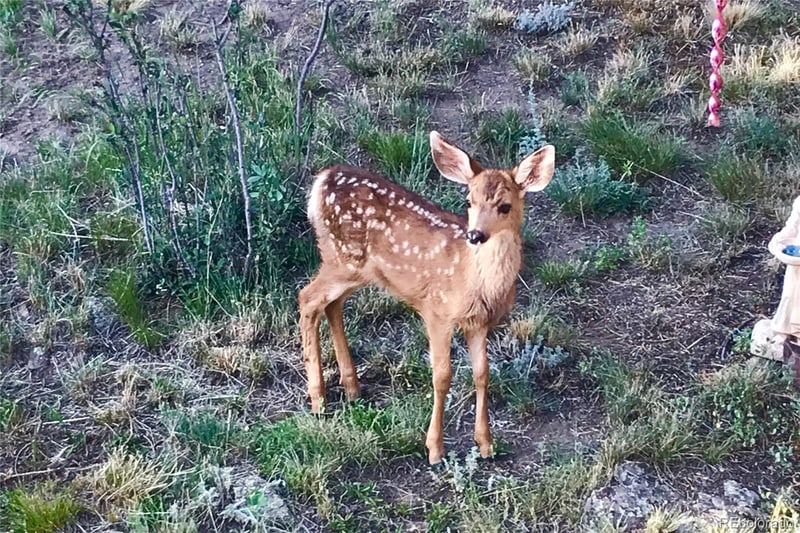 829 County Road 72, Bailey, CO 80421