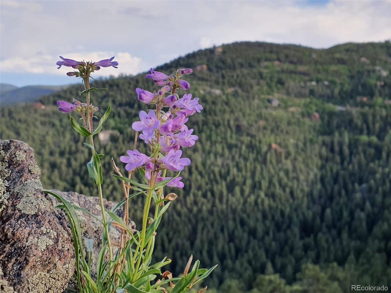 9648 Yegge Rd, Morrison, CO 80465