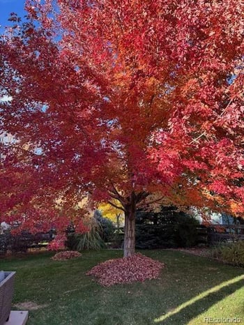 1109 Zodo Ave, Erie, CO 80516