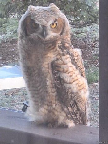 12593 Ce Ce Ln, Nathrop, CO 81236