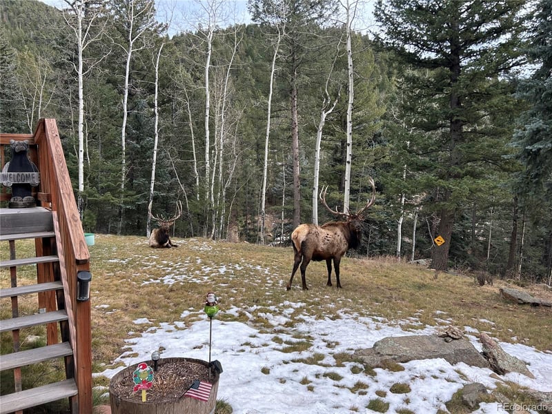 385 Snyder Mountain Rd, Evergreen, CO 80439